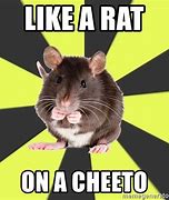 Image result for Cheese Rat Meme
