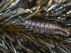 Image result for Isopods for Sale