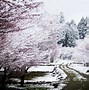 Image result for Autumn Cherry Tree during Winter