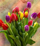 Image result for Spring Flowers Tulips
