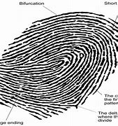 Image result for Fingerprint Lines
