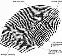 Image result for Fingerprint Identification