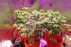 Image result for Fire OG Grow Jornal