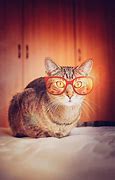 Image result for Cat Photo with Glasses