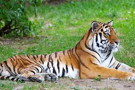 Image result for Largest Siberian Tiger