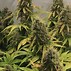 Image result for LED Causes White Buds