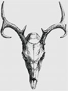 Image result for Scary Deer Skull