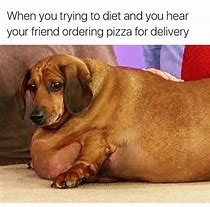 Image result for Lazy Dog Meme