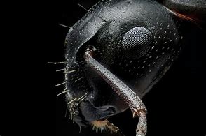 Image result for Macro Photography Ant