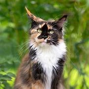 Image result for Long Haired Calico Cat