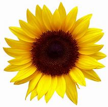 Image result for Sunflower Clip Art