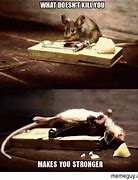 Image result for Rat Eating Candy Meme