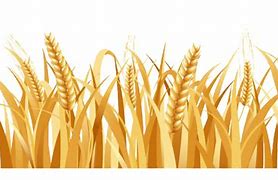 Image result for Wheat Texture