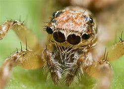 Image result for Spider Animal