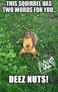 Image result for Funny Squirrel Nut Quotes