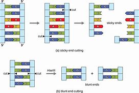 Image result for Gene Cut Out of the DNA