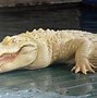 Image result for Albino Saltwater Crocodile