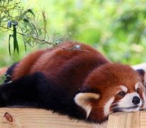 Image result for Photo of a Red Panda