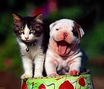 Image result for Puppy Kitty
