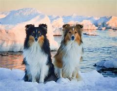 Image result for Miniature Collie