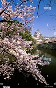 Image result for Himeji Castle Japan Cherry Blossoms