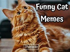 Image result for Cat Memes to Make You Laugh