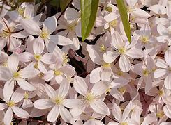 Image result for Clematis Apple Blossom