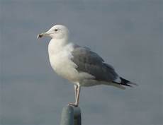 foto di gabbiano charadriiformes laridae gabbiano reale pontico foto di gabbiano charadriiformes laridae gabbiano reale pontico