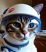 Image result for Cat Wearing Astronaut Helmet