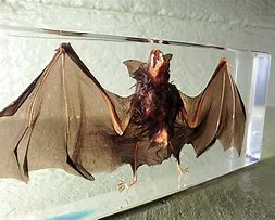 Image result for Realistic Bat Decoration