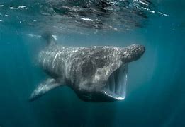 Image result for Biggest Pet Fish in the World