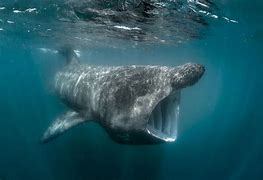 Image result for World's Largest Fish