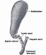 Image result for Gallbladder and Bile Duct Anatomy