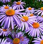 Image result for The Purpole Flower
