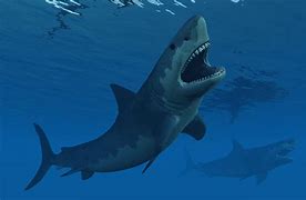 Image result for Largest Shark Ever Megalodon