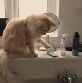 Image result for Cat Knocking Things Off Table Meme