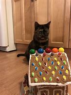 Image result for What the Heck Kitty