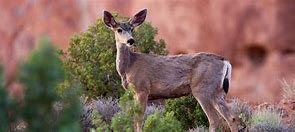 Image result for Arches National Park Wildlife