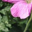 Image result for Geranium Oxonianum Rose Clair