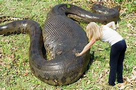 Image result for Biggest Snake Ever Recorded