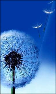 Image result for The Samsung Galaxy S3 Dandelion Wallpaper