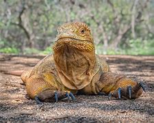 Image result for Galapagos Islands Iguanas