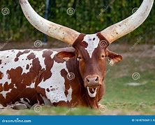 Image result for African Cow Horns