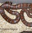 Image result for Miami Corn Snake