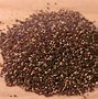 Image result for Black Termite Droppings