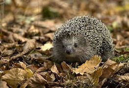 Image result for Forest Hedgehog