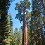 Image result for General Grant Tree