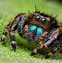 Image result for Fuzzy Jumping Spider