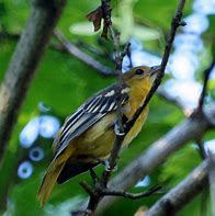 Image result for Baby Baltimore Oriole