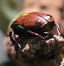 Image result for Flower Beetle